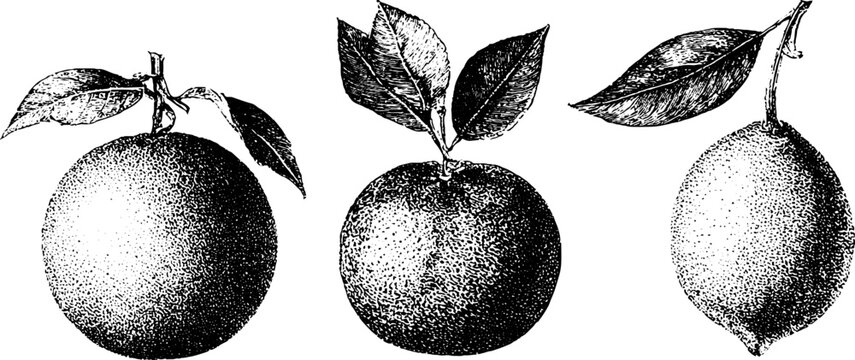 Black and white stippled citrus trio illustration with hanging fruit and leaves for botanical packaging design and vintage background artwork