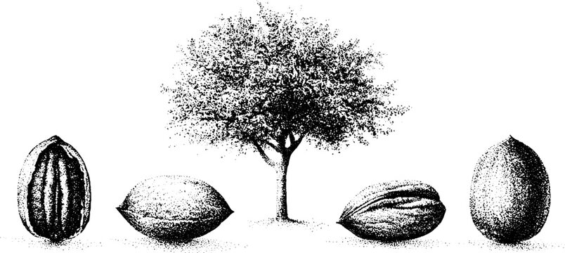 Black and white stipple pecan tree with row of pecan nuts for botanical label and packaging design featuring orchard study and vintage engraving decor