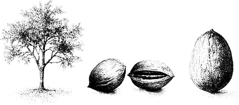 Black and white stipple pecan tree with lined nut trio and single large nut for botanical label and packaging design with orchard engraving and vintage print appeal