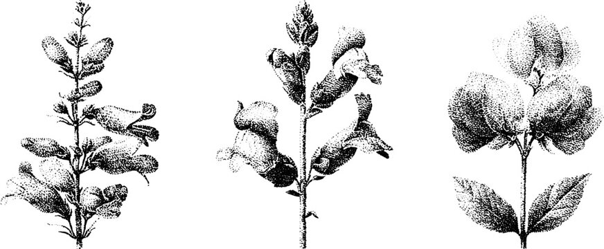 Penstemon beardtongue and snapdragon botanical stippling illustration set of stems for vintage label design and botanical study artwork