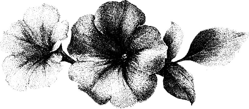Horizontal petunia stipple botanical illustration in black and white with leaves for banner design and nature background projects