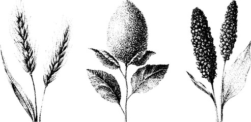 Obraz premium Black and white stippling botanical illustration of rice millet and sorghum plants and grain for agricultural background and packaging design