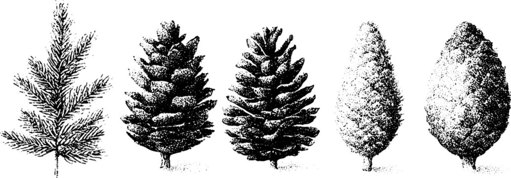 Black and white stippled red spruce branch with pine cones for botanical reference plate and nature background vintage engraving