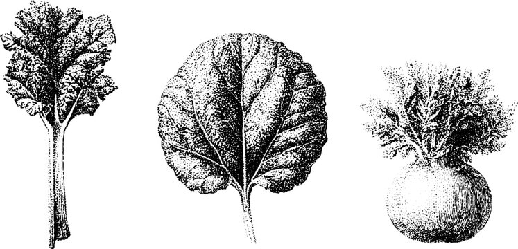 Stippled black and white rhubarb stalk leaf and crown trio for botanical reference plate and vintage food illustration background