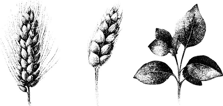 Black and white stippling botanical illustration of rice panicle grain and plant sprig for agricultural packaging and background design