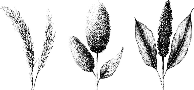 Monochrome stipple botanical illustration of rice millet and sorghum heads and leaves for agricultural label and print design