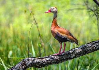Fototapeta premium A Black-bellied Whistling-Duck perched on a branch along the Shadow Creek Ranch Nature Trail in Pearland, Texas.