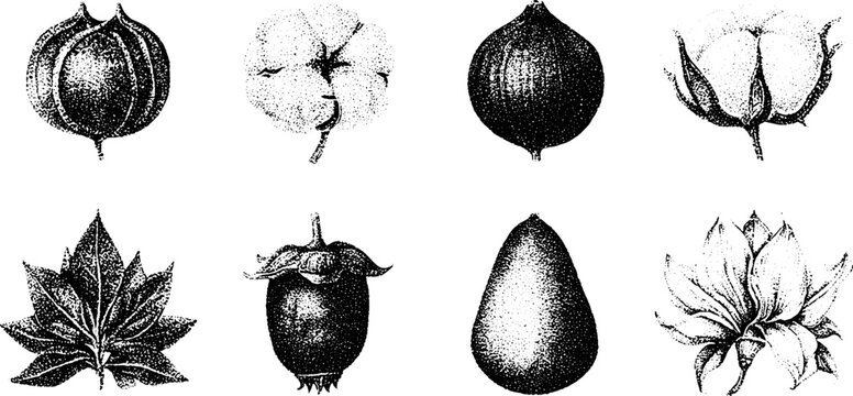Black and white stippled seed pods fruits and leaf drawings grid for botanical reference sheets and vintage background design