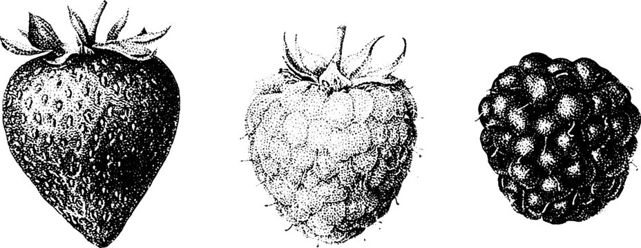 Black and white stipple botanical strawberries raspberries and blackberries composition for label and packaging design