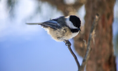 Black-capped Chickadee Perched on a Twig Looking Down in Winter © Claudia