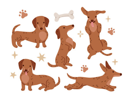Cute dachshund dog collection with different poses, bone and paw prints isolated on white background. Adorable pet character set for kids. Flat vector illustration.