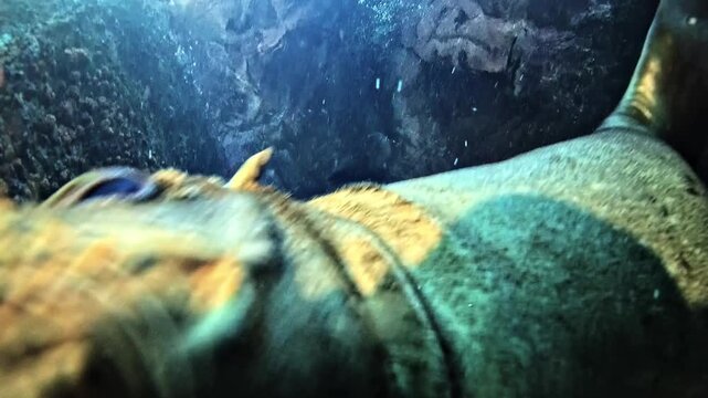 Curious sea lion - Otariidae - hangs head down inside an underwater cave, inspecting the camera before opening its mouth in extreme close-up. Filmed in La Paz, Mexico.