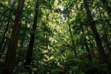 Obraz premium Dense forest canopy with sunlight filtering through trees