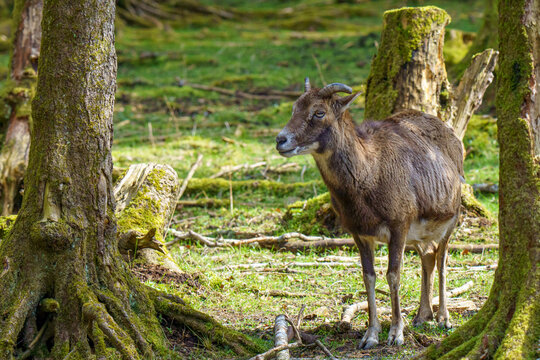 European Mouflon on Mossy Fallen Log⁠