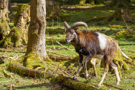 European Mouflon Ram on Mossy Fallen Log⁠