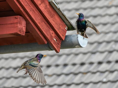 Common starlings flying and perching on a residential house roof gutter