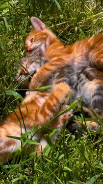 Vertical video: three playful kittens in green grass close up. Young cats cuddling and gently biting each other in bright summer sunlight outdoors