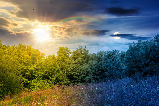 deciduous beech forest near meadow under dramatic sky. nature scenery with tall grass near forest at twilight. carpathian beech forest of ukraine. wild field with grass and herbs. summer solstice
