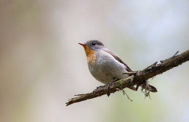 Obraz premium Red-breasted flycatcher - at the spurce forest in summer