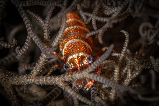 Basket Star Shrimp @ Leyte, The Philippines