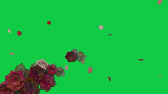 On playback rose cluster shedding petals drifting right and upward on transparent field for decor
