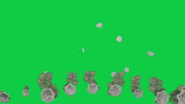 Petals entering top starting shower, rose row fixed, petals drifting for decor, transparent canvas