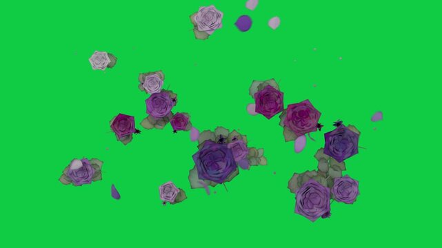 Roses appearing, spreading, releasing petals, dots, forming floral scene on transparent backdrop