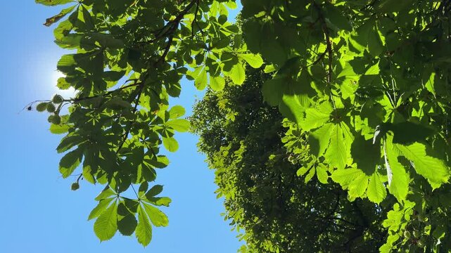 Green leaves horse chestnut tree against sky.