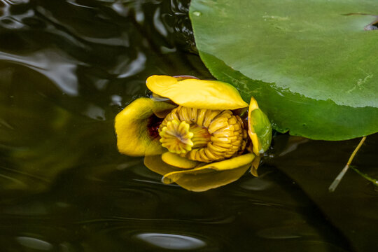 Close-up of a young yellow pond lily (Nuphar variegata / spatterdock) with partially opened yellow sepals revealing the intricate staminode structure; lily pad visible at corner.