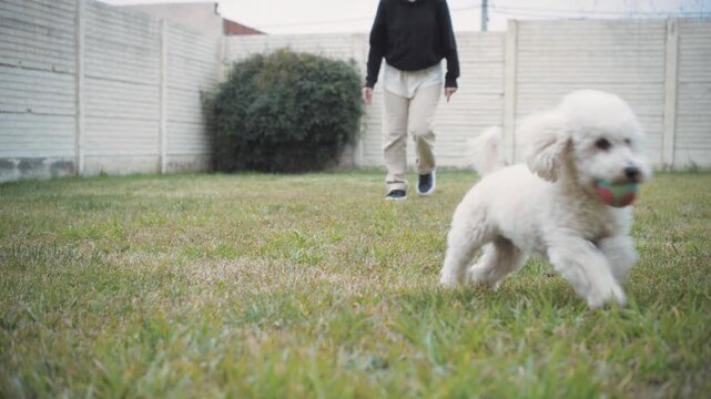 Young Hispanic woman throwing a ball to her small white Poodle in her home garden, capturing a playful outdoor moment filled with movement, companionship, and joy between pet and owner.
