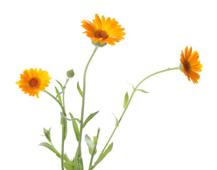 Fototapeta premium Beautiful calendula flowers with leaves isolated on white