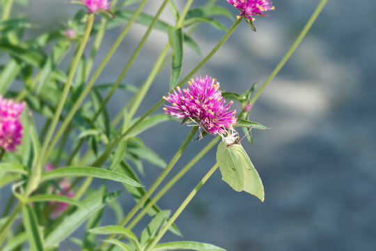 Common brimstone butterfly (Gonepteryx rhamni) sitting on a pink flower in Zurich, Switzerland