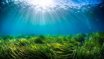 underwater seagrass meadow in clear blue ocean with sunlight filtering through water © Laurent