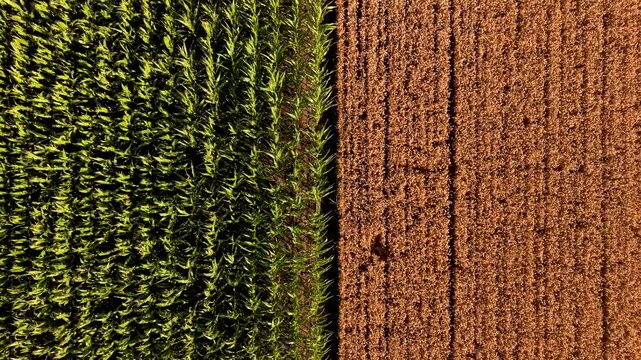 Geometric agricultural fields aerial drone view, modern farming, crop patterns and rural landscape concept