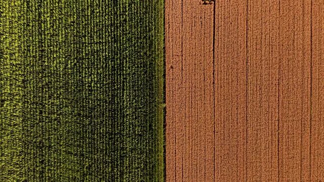Geometric agricultural fields aerial drone view, modern farming, crop patterns and rural landscape concept