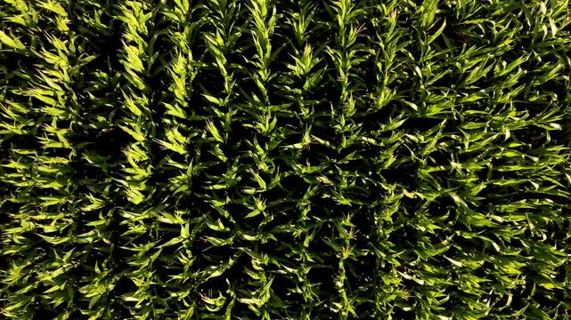 Green corn field drone aerial view, vast agricultural farmland and organic crop cultivation video concept