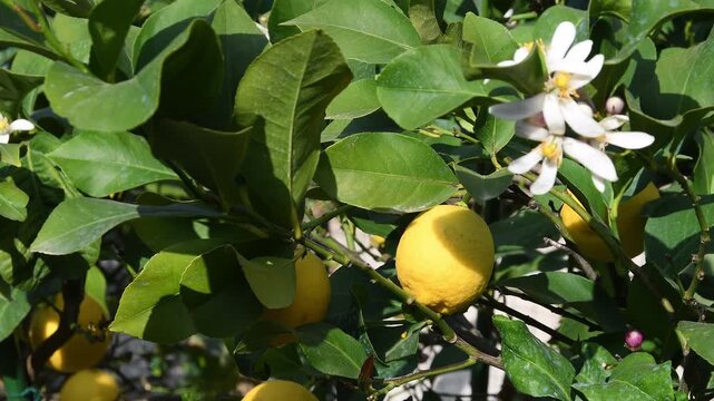 Beautiful lemons on the tree in spring. Close up.