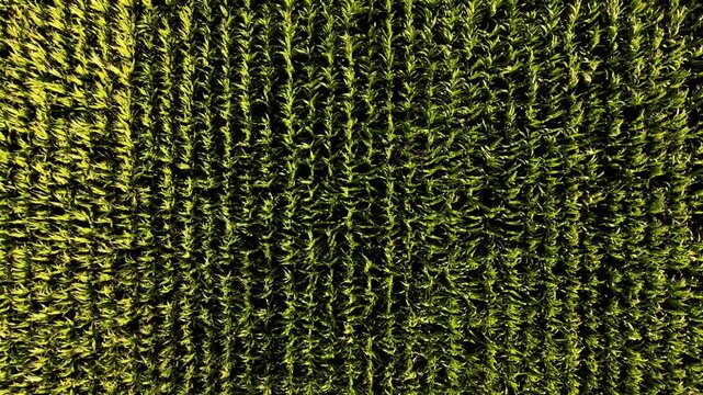 Green corn field drone aerial view, vast agricultural farmland and organic crop cultivation video concept