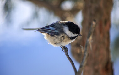 Black-capped Chickadee Resting on a Twig in Winter © Claudia