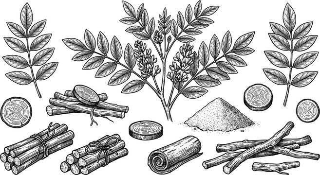 Vintage licorice root botanical sketch vector set with mulethi plant leaves wooden sticks bark powder slices illustrations.