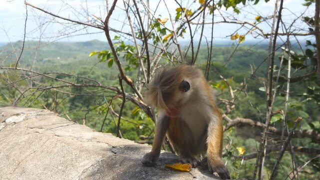 Close up of wild small monkey sitting on rock in tropical park on sunny day. Cute funny macaque playing on stone with yellow leaf in rainforest. Beautiful nature landscape at background