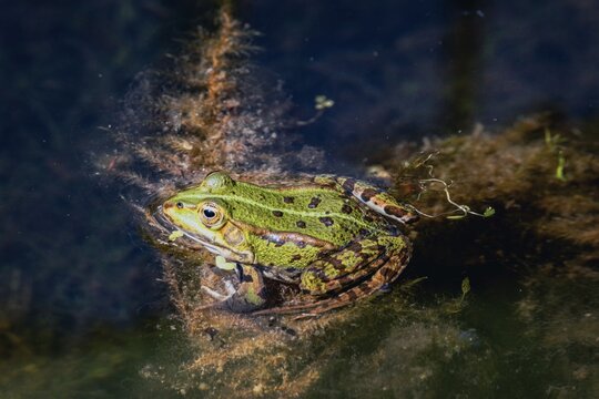 
Close-up photo of a very loudly croaking water frog sitting in position