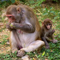 A mother rhesus macaque monkey and her small baby sit together on the green grass outdoors. They are busy eating fresh leaves while foraging in their natural habitat. © Andrea