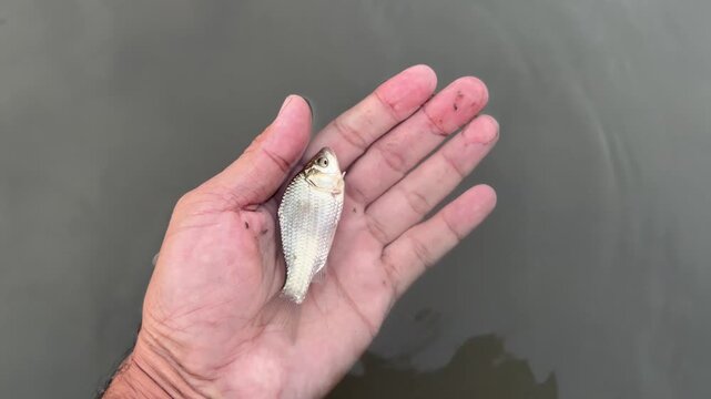 Small freshwater Rohu fingerling held in open hand above muddy water.