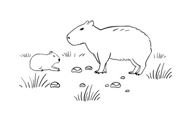 Obraz premium Capybara Mom and cute tiny Baby in sketch style. The largest rodent. Wildlife animal outline vector illustration