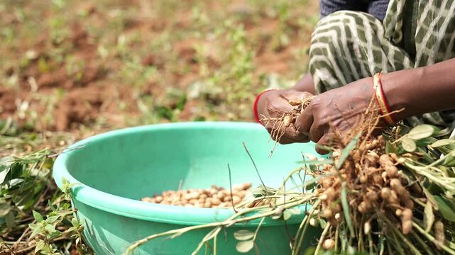 Woman Collecting Fresh Peanuts into Basket After Harvest.