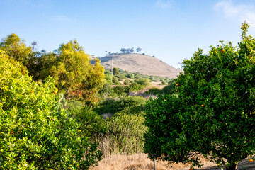 Fototapeta premium Ripe oranges on trees in a sunlit orchard with rolling hills in the background