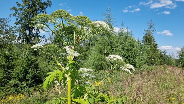 forest and trees and giant hogweed