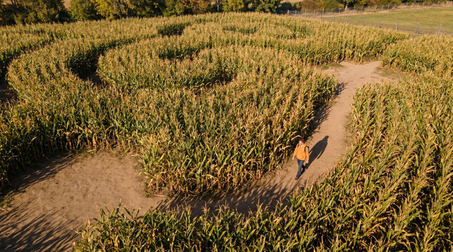 Man walking through corn maze on sunny autumn day  