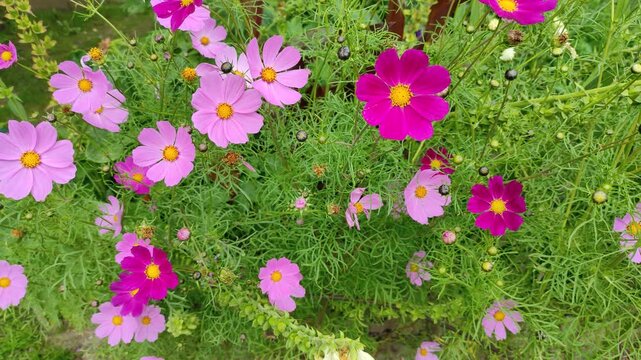 Cosmos bipinnatus №1